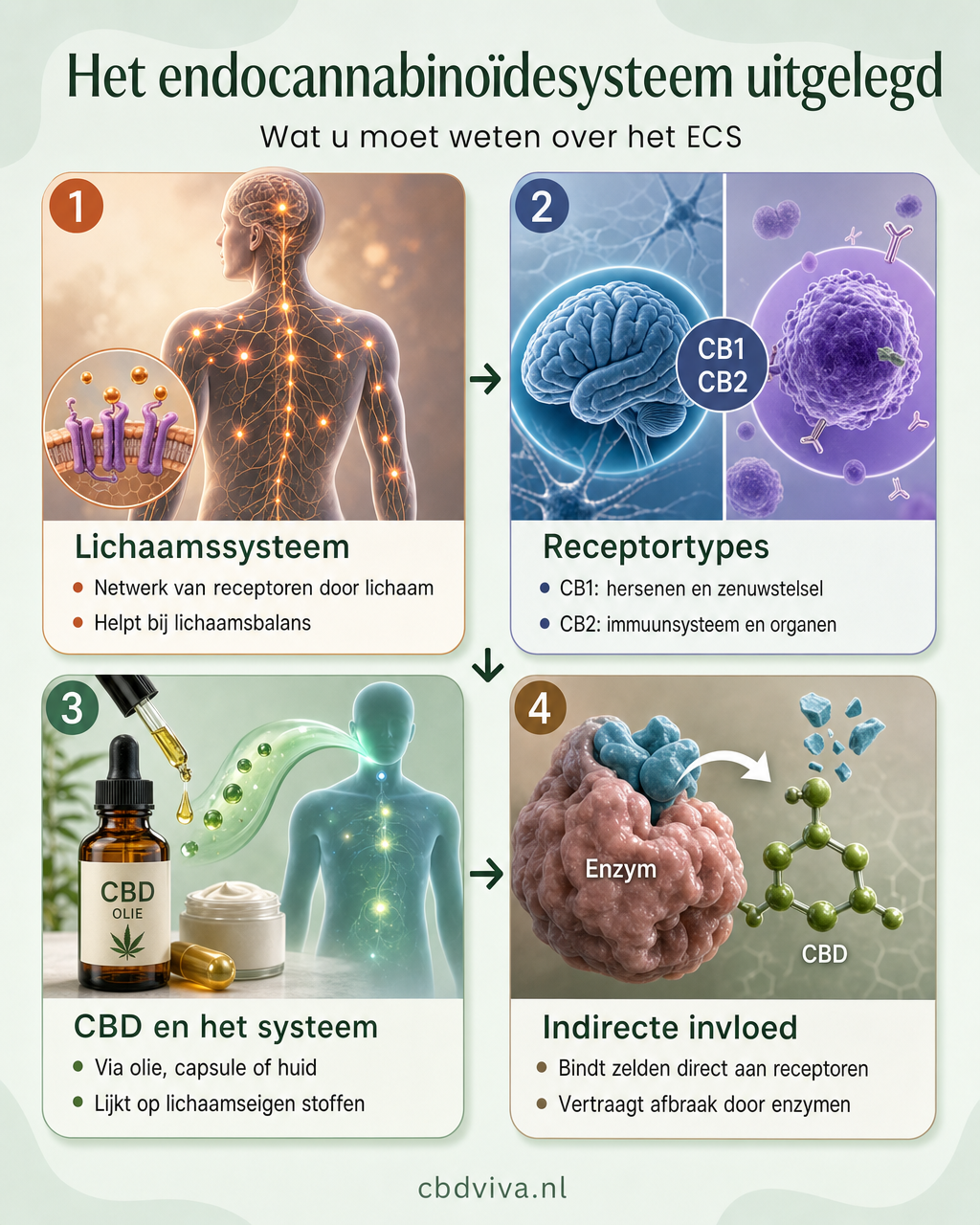 Endocannabinoïdesysteem in vier secties — meer info-densiteit, gevarieerd kleurpalet, 4:5 ratio