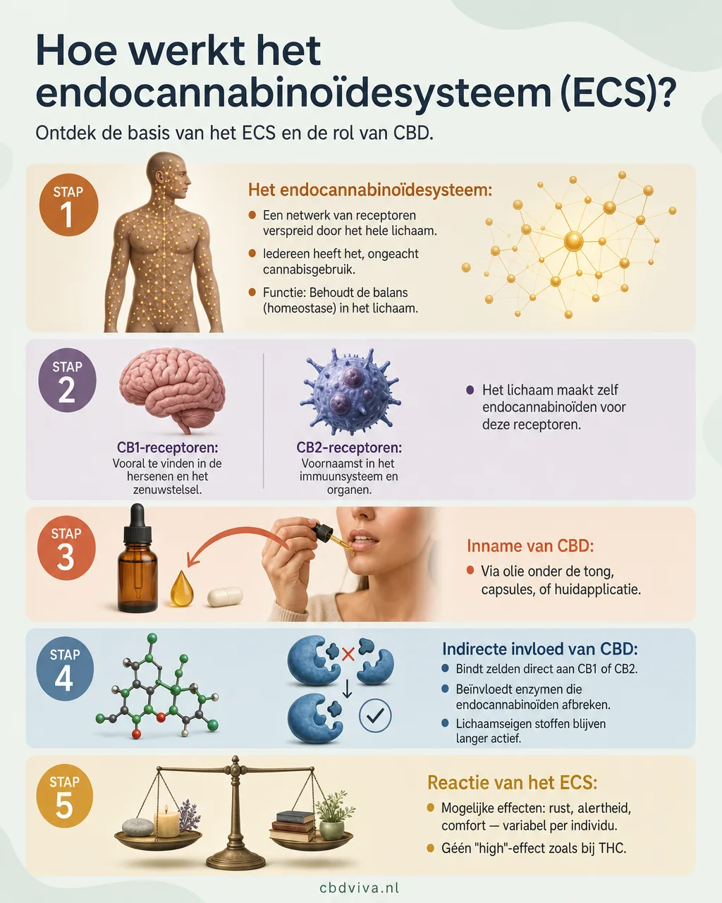 Hoe het endocannabinoïdesysteem werkt — vijf stappen