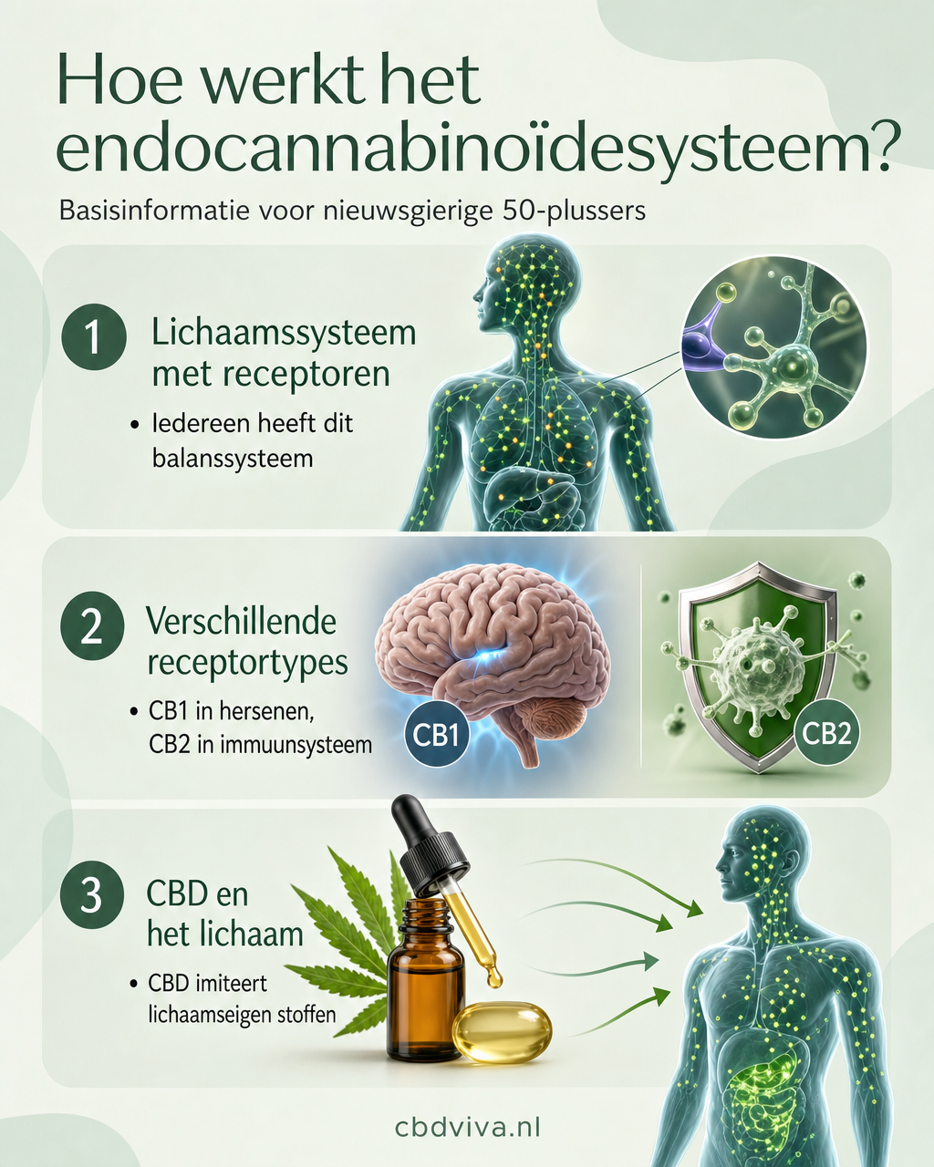 Endocannabinoïdesysteem in drie stappen — sterke visuals, verfijnde typografie, 4:5 ratio