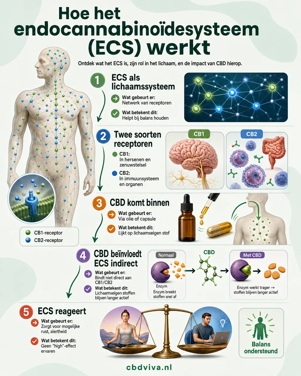 Schematische uitleg van het endocannabinoïdesysteem in vijf stappen